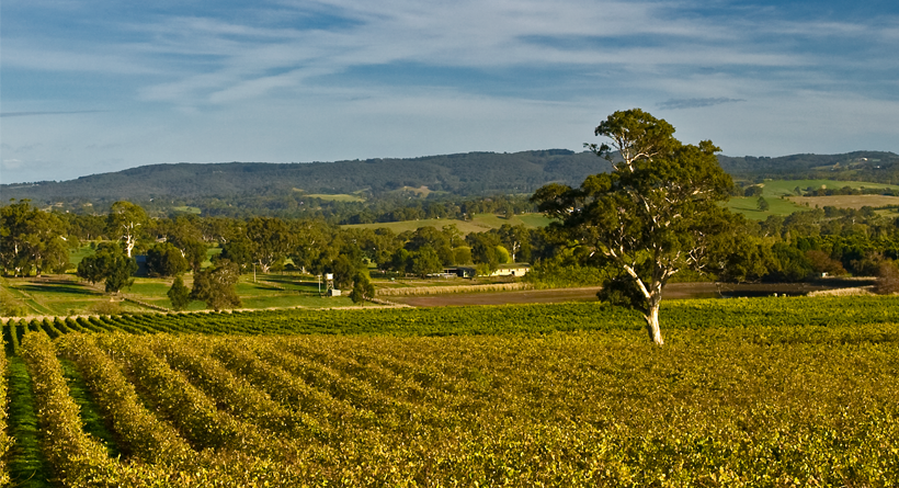 Mappinga Vineyard